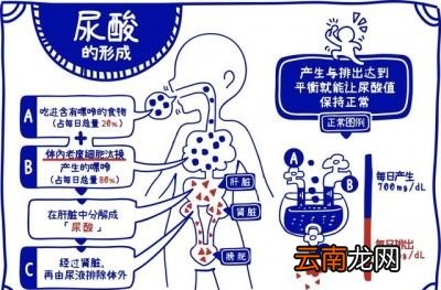 碱性的热干面未明显降低痛风发病率的可能原因