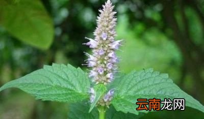 如何区别藿香跟薄荷呢