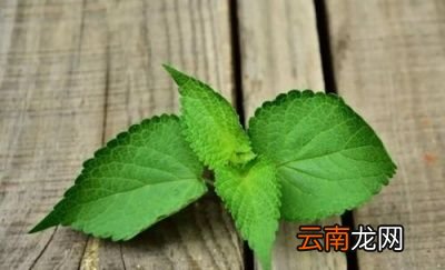如何区别藿香跟薄荷呢