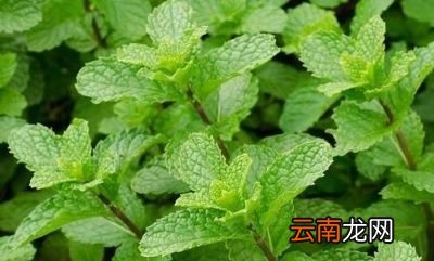 如何区别藿香跟薄荷呢