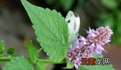 如何区别藿香跟薄荷呢