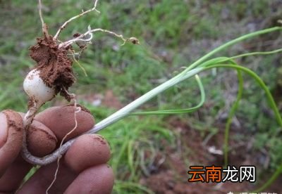 野生小蒜有什么作用
