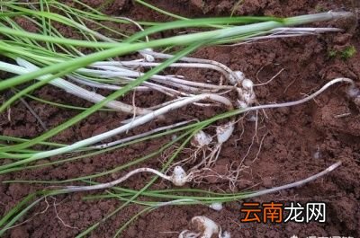 野生小蒜有什么作用