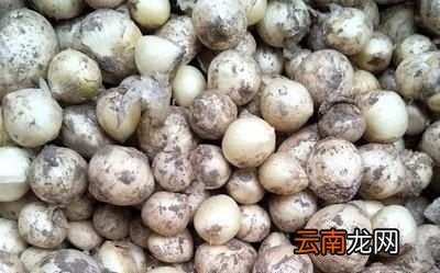 农村常见的野生小蒜有什么作用和功效
