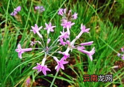 农村常见的野生小蒜是一种什么样子的植物