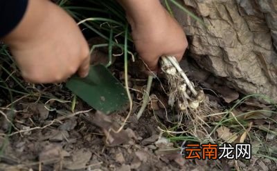 农村常见的野生小蒜是一种什么样子的植物