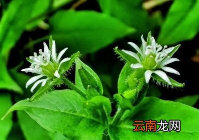 农村常见的野生小蒜是一种什么样子的植物