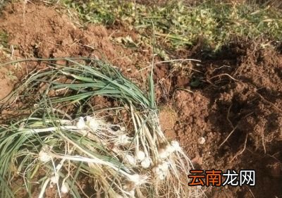 农村常见的野生小蒜是一种什么样子的植物