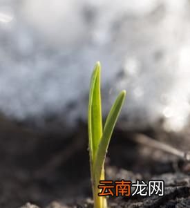 小蒜的功效与作用