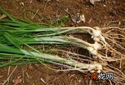 野生大蒜的药用功效