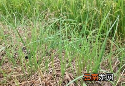 野生大蒜的药用功效