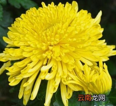 菊花茶冲泡方法
