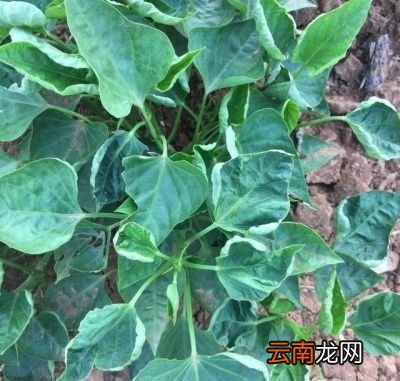 红薯生长缓慢的原因