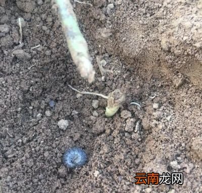 红薯生长缓慢的原因