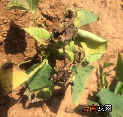 红薯生长缓慢的原因