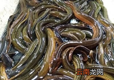 黄鳝吃活食物还是吃死食物