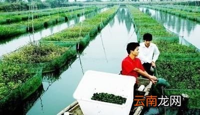 黄鳝吃活食物还是吃死食物