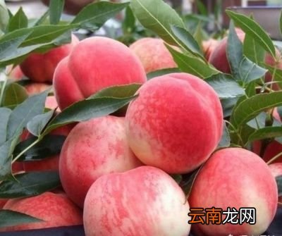 什么人不建议吃桃子