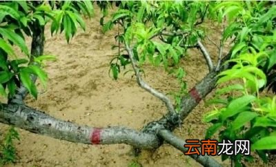 黄桃树几年结果