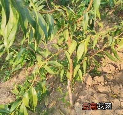 黄桃树几年结果