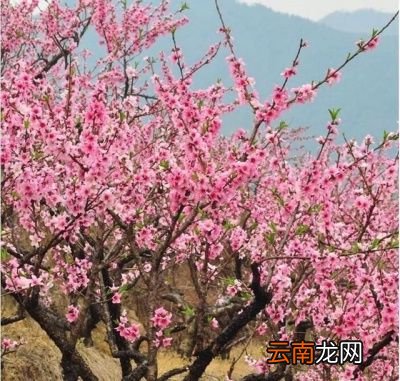 黄桃树几年结果