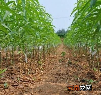 黄桃树几年结果