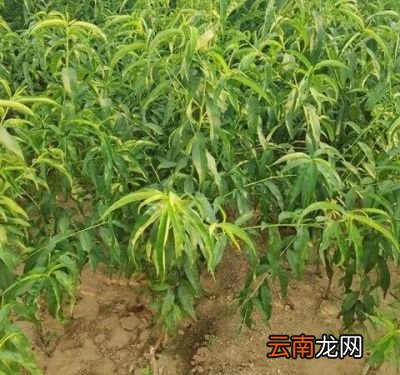 黄桃树几年结果