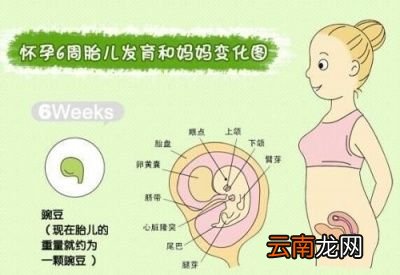 为什么了怀孕后会停经
