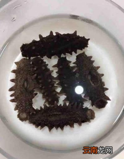你们觉得海参要怎么做比较好吃又滋补呢