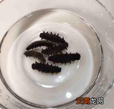 你们觉得海参要怎么做比较好吃又滋补呢