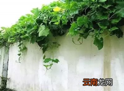 南瓜嫩藤有什么营养怎么做比较好吃