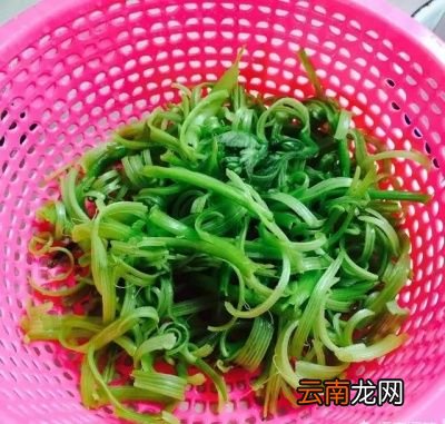 南瓜嫩藤有什么营养怎么做比较好吃