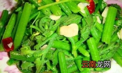 南瓜嫩藤有什么营养