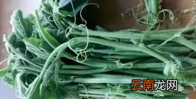 南瓜藤的营养和功效