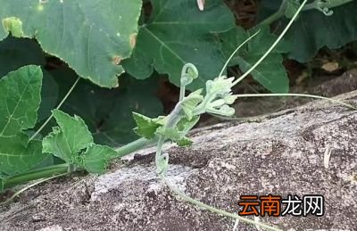 南瓜藤的营养和功效