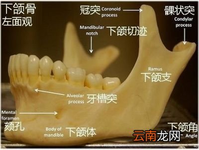 拔完智齿是一种怎样的体验