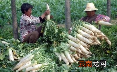 萝卜有什么作用
