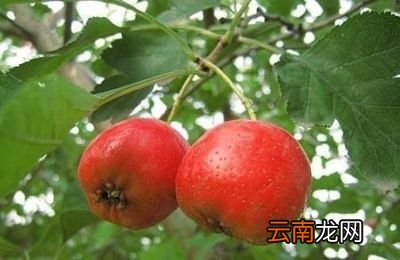 每天吃3个生山楂果有什么好处