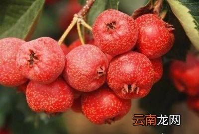每天吃3个生山楂果有什么好处
