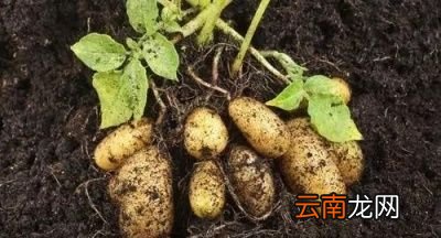 土豆会不会成为主粮
