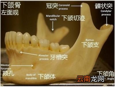 为什么有些女生拔完智齿真的脸瘦