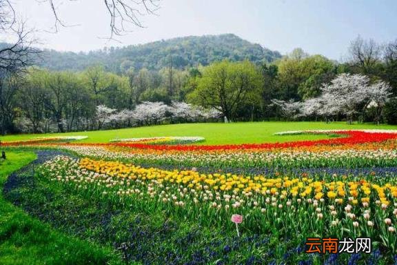 现在能去吗 太子湾郁金香 杭州太子湾郁金香什么时候开