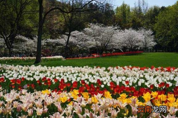 现在能去吗 太子湾郁金香 杭州太子湾郁金香什么时候开