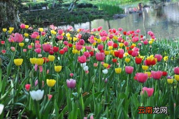 现在能去吗 太子湾郁金香 杭州太子湾郁金香什么时候开
