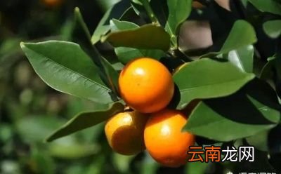 农村自家种植的金钱桔有些什么吃法与用途呢