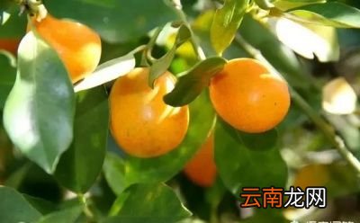 农村自家种植的金钱桔有些什么吃法与用途呢