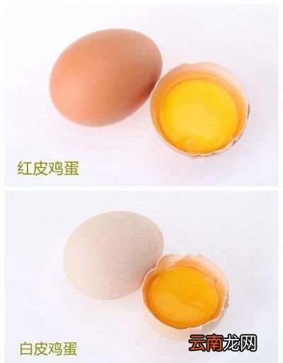 土鸡蛋口感好的原因