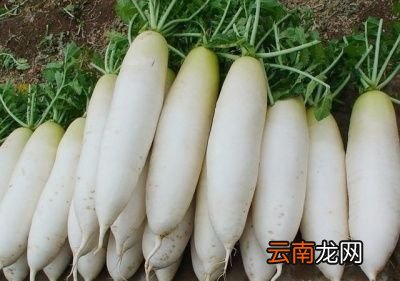 胡萝卜的营养价值和功效