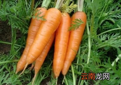胡萝卜的营养价值和功效