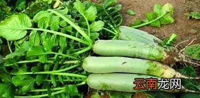 胡萝卜的营养价值和功效